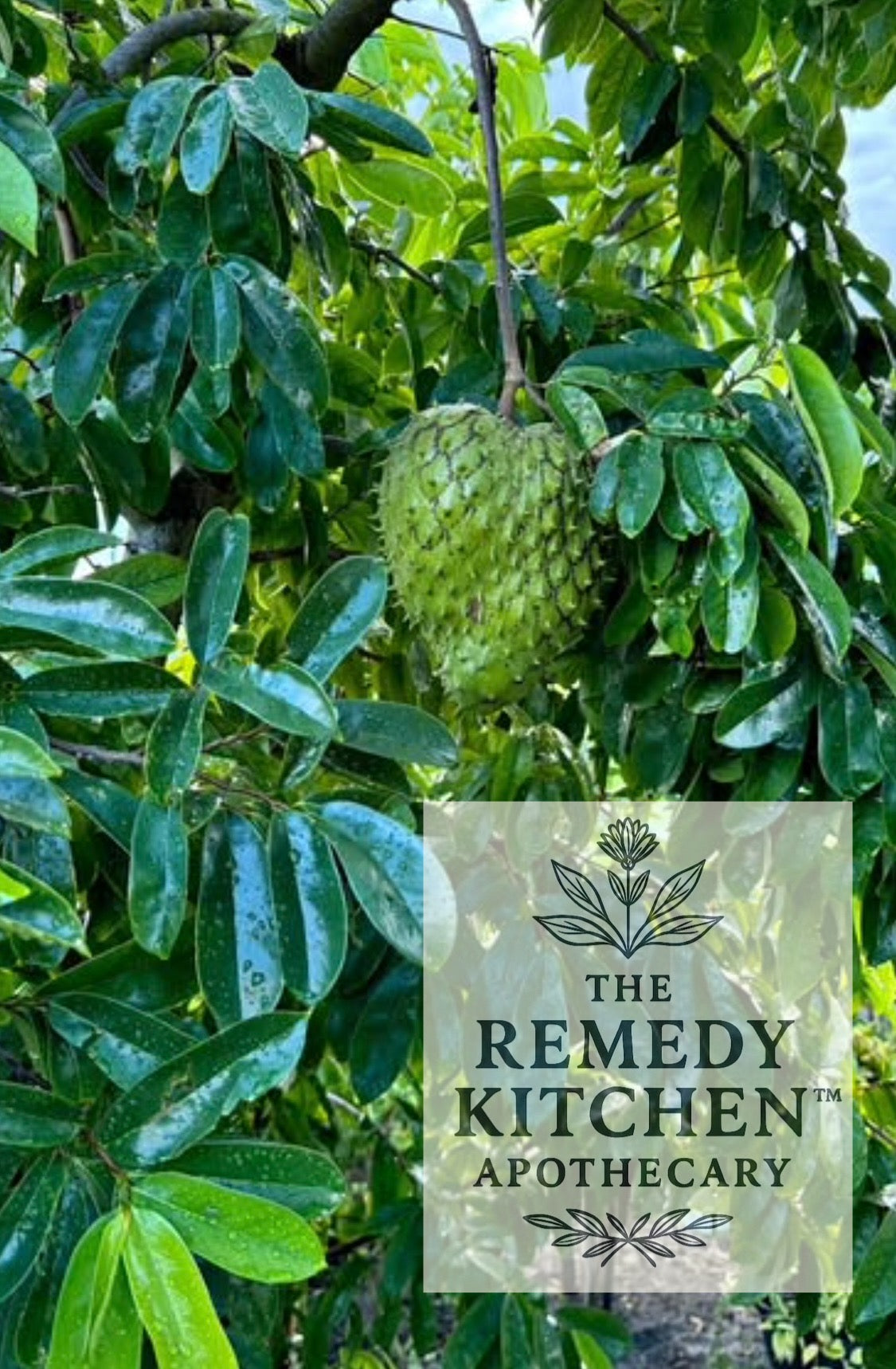 The Remedy Kitchen Apothecary Tincture Bottle SourSop Pure Organic