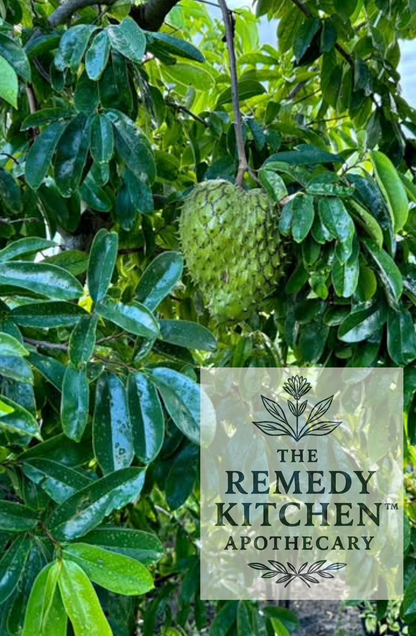 BodyMend™ SIMPLY Soursop Tincture - Premium Cell Oncology Support - 90+ Day Vodka Maceration, Full Spectrum & Alcohol-Based